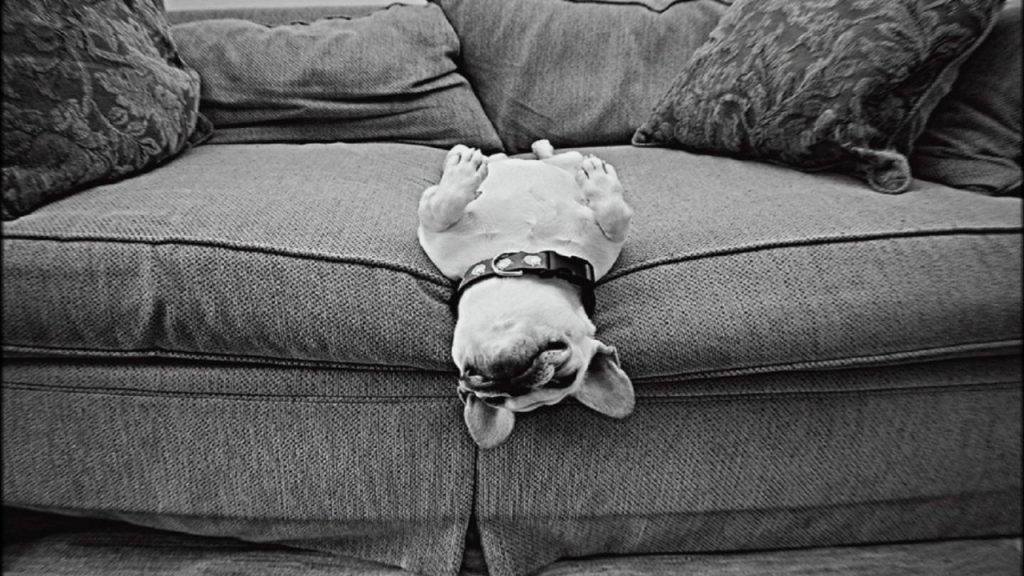 диван для владельцев собак